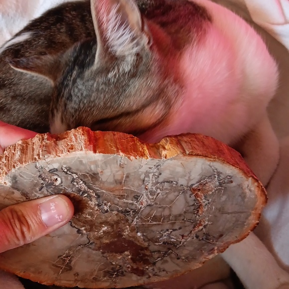 Large petrified wood slice 27.7 oz - Picture 3 of 6